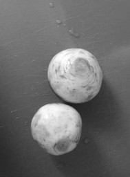 Turnips (black and white)