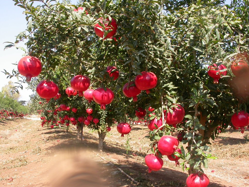 Pomegranates on a tree in an orchard