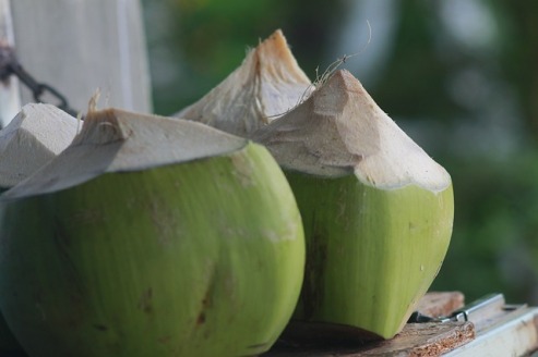 Green coconuts with the tops peeled off