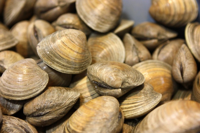 Brown closed clams